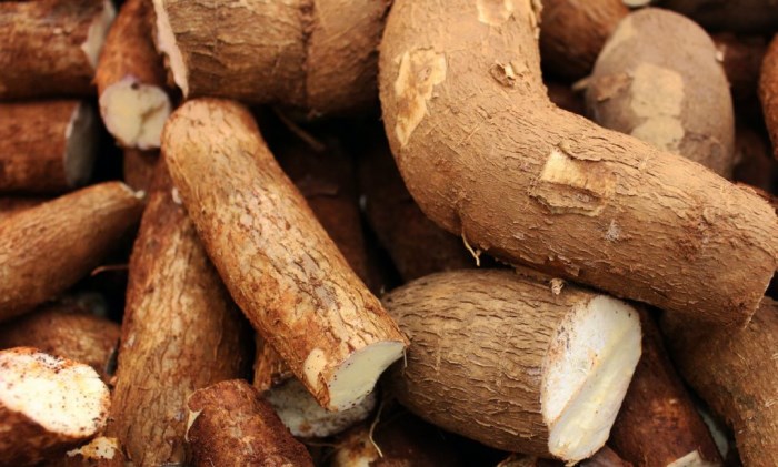 Cassava.jpg